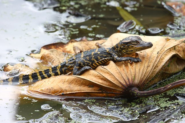 American Alligator baby, Red Slough, McCurtain Co, OK, 10-12-11, Ja2 5734.jpg