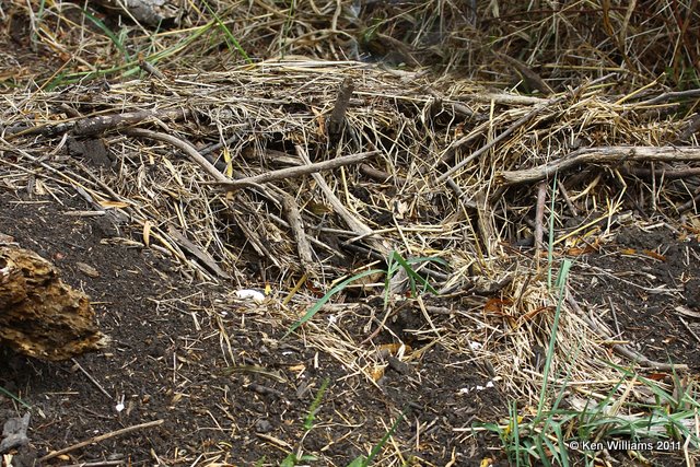 American Alligator nest, Red Slough, OK, 10-12-11, Ja 5772.jpg
