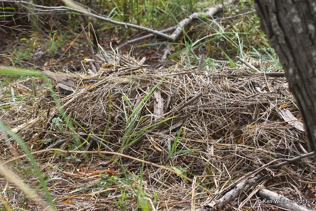 American Alligator nest, Red Slough, OK, 10-12-11, Ja 5776.jpg