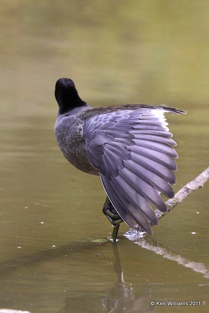 American Coot, Nowata Land, Nowata Co, OK, 10-17-11, Ja 6175.jpg