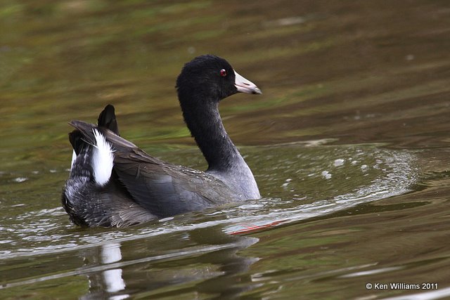 American Coot, Nowata Land, Nowata Co, OK, 10-17-11, Ja2 6103.jpg