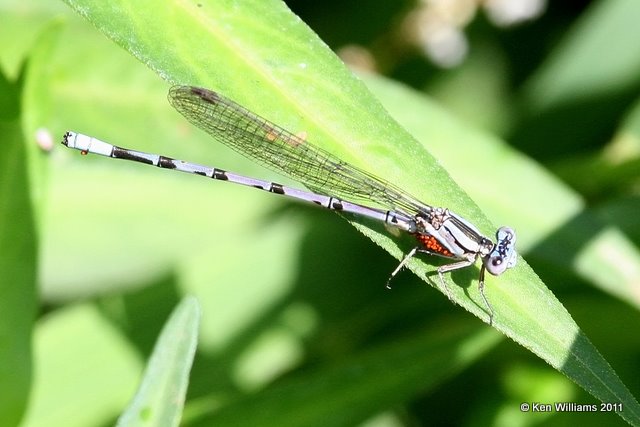 Familiar Bluet female with eggs, Salt Plains National Wildlife Refuge, Alfalfa Co, OK, 9-14-11, Ja 1500.jpg