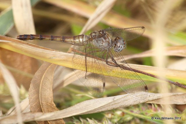Blue-faced Meadowhawk female, Nowata Land, Nowata Co, OK, 10-17-11, Ja2 6085.jpg