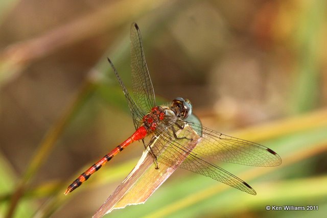 Blue-faced Meadowhawk male, Nowata Land, Nowata Co, OK, 10-17-11, Ja 6072.jpg