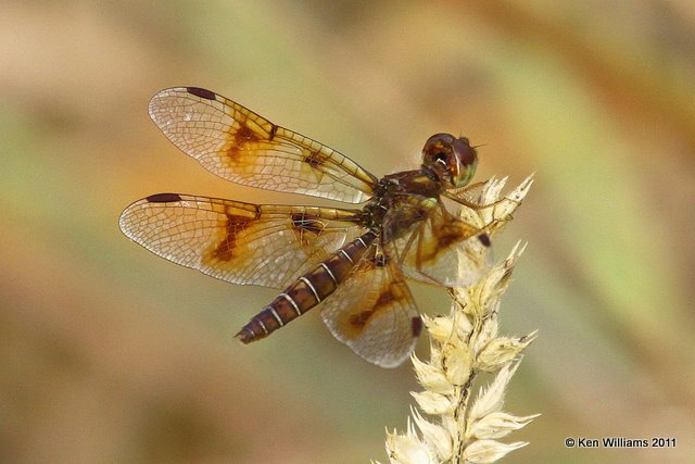 Eastern Amberwing female, Nowata Land, Nowata Co, OK, 10-17-11, Ja2 6028.jpg