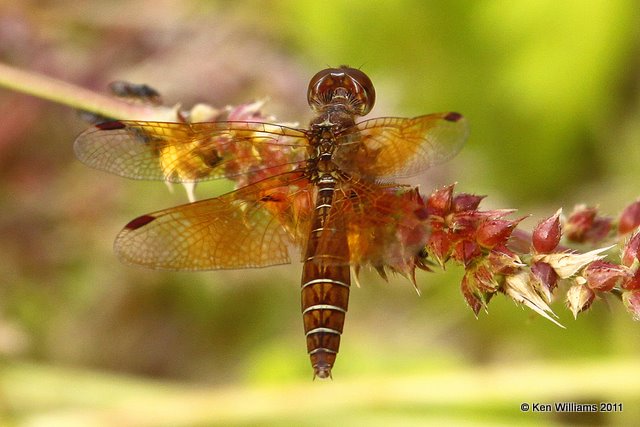 Eastern Amberwing male, Nowata Land, Nowata Co, OK, 10-17-11, Ja2 6094.jpg