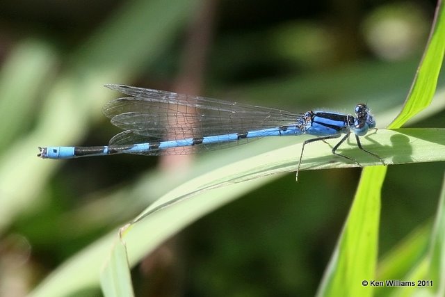 Familiar Bluet, Salt Plains National Wildlife Refuge, Alfalfa Co, OK, 9-14-11, Ja 1446.jpg