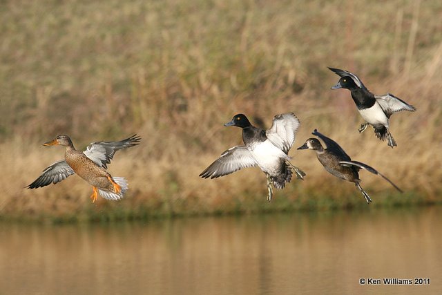 Lesser Scaup male, Ring-necked Duck female, Northern Shoveler female, Sooner Lake, OK, 10-31-11, Ja 4002.jpg
