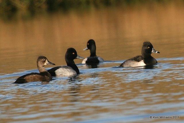 Lesser Scaup males & Ringed-neck Duck female, Sooner Lake, OK, 10-31-11, Ja 4011.jpg