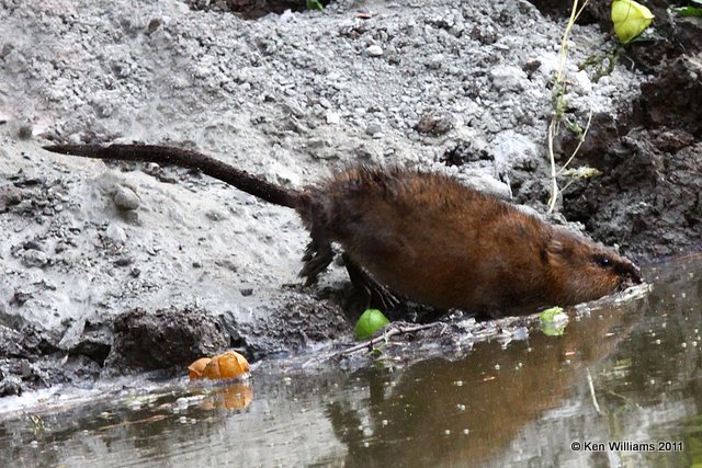 Muskrat, Nowata Land, Nowata Co, OK, 10-17-11, Ja2 6193.jpg