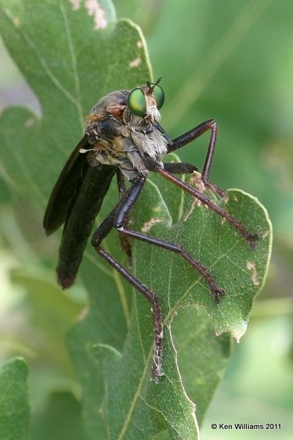 Robber Fly - Microstylum morosum, near Gene Autry, Carter Co, OK, 7-18-11, Ja 5811.jpg