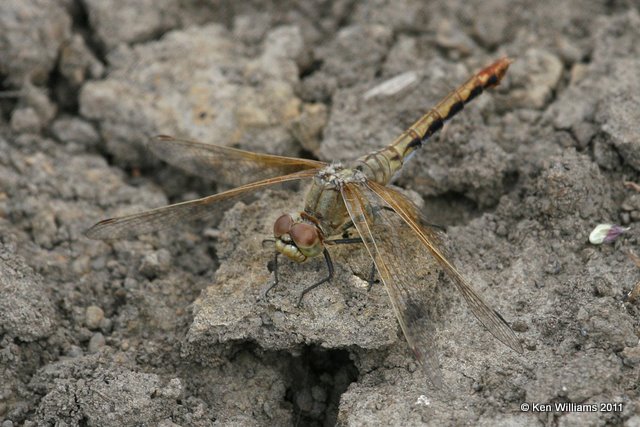 Ruby or Cherry-faced Meadowhawk female, Nowata Land, Nowata Co, Ok, 10-22-11, Ja 3892.jpg
