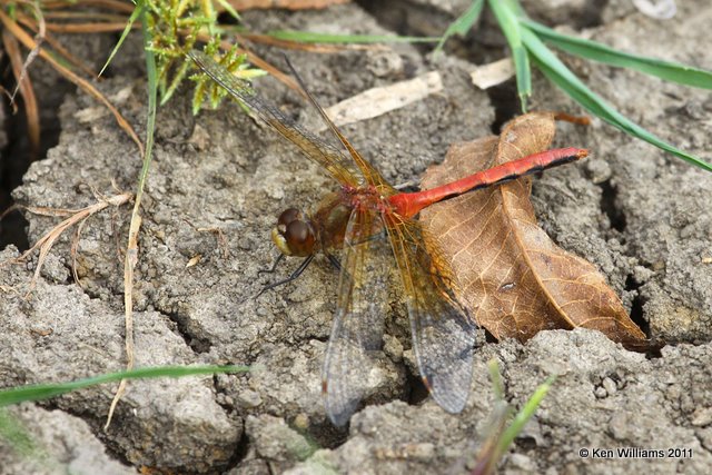 Ruby or Cherry-faced Meadowhawk male, Nowata Land, Nowata Co, OK, 10-17-11, Ja 6002.jpg