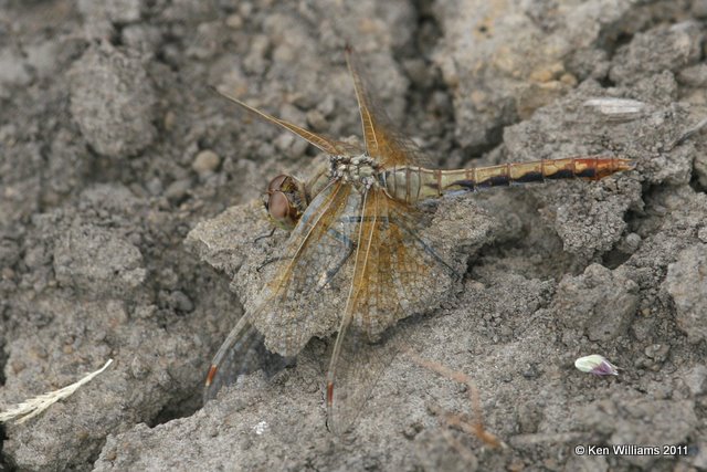 Ruby or Cherry-faced Meadowhawk female, Nowata Land, Nowata Co, Ok, 10-22-11, Ja 3898.jpg