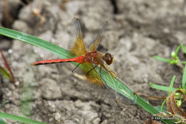 Ruby or Cherry-faced Meadowhawk male, Nowata Land, Nowata Co, OK, 10-17-11, Ja3 5993.jpg