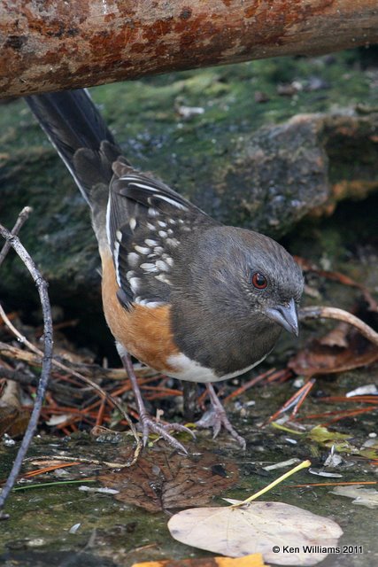 Spotted Towhee