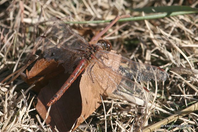 Variegated Meadowhawk worn male, Salt Plains National Wildlife Refuge, Alfalfa Co, OK, 11-4-11, Ja 4336.jpg