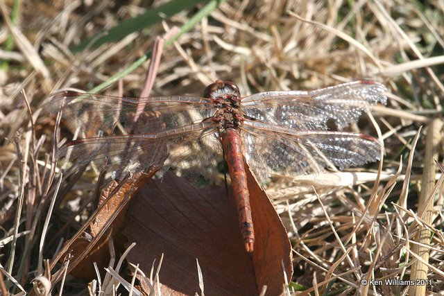 Variegated Meadowhawk worn male, Salt Plains National Wildlife Refuge, Alfalfa Co, OK, 11-4-11, Ja2 4333.jpg