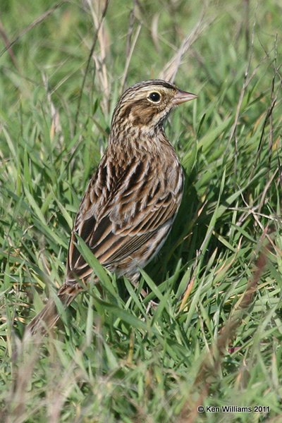 Savannah Sparrow, Norman, OK, 11-9-12, Ja, 4533.jpg