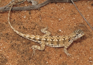 Ctenophorus butlerorum