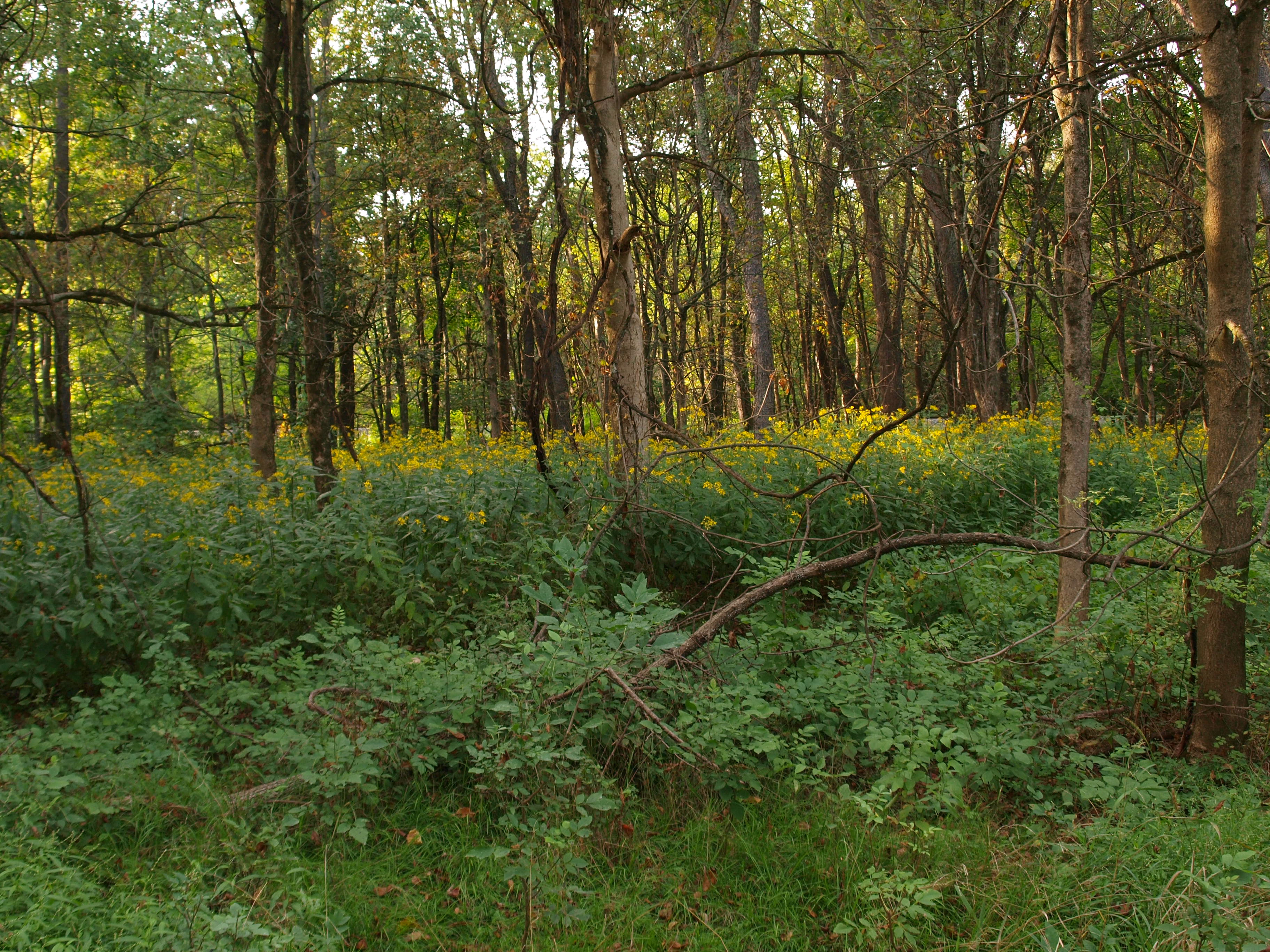 Floodplain Forest with Wingstem