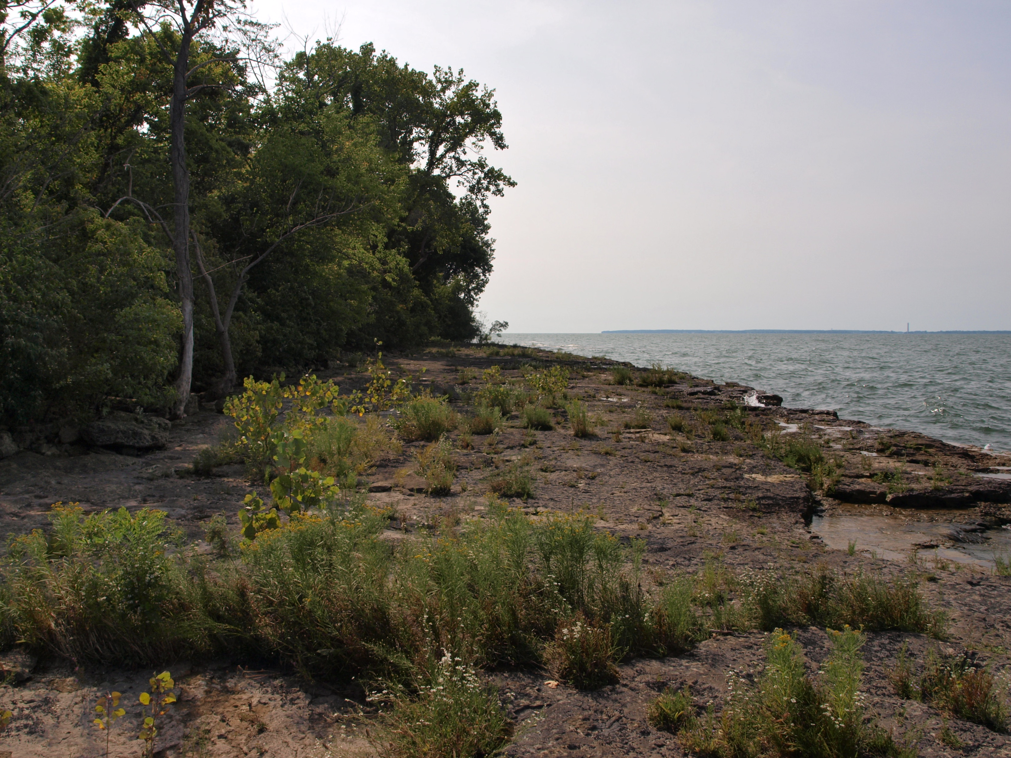 Limestone Alvar with Hardwood Trees