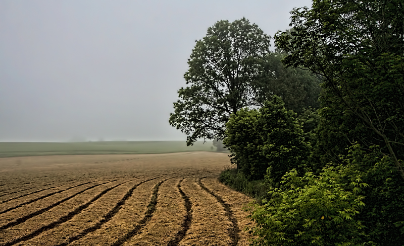 Lines and Trees 
