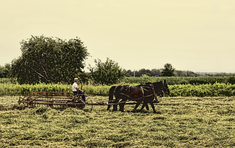 Working the Fields 