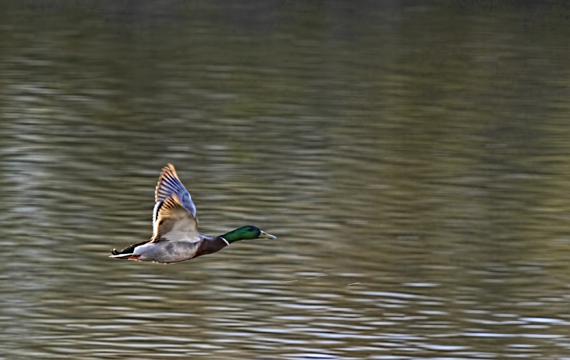 Flying Duck 