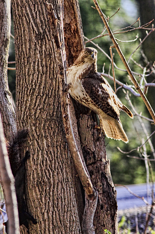 The Hawk 