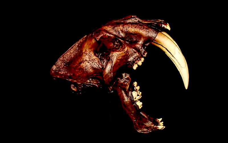 Sabre Tooth 