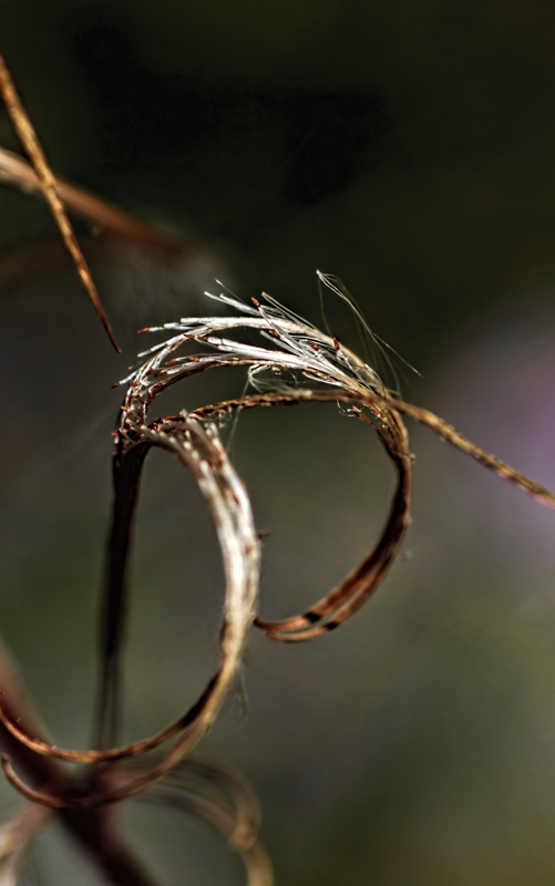 Seeds