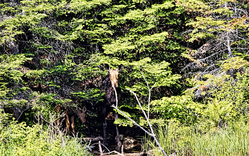 Moose and Calf 