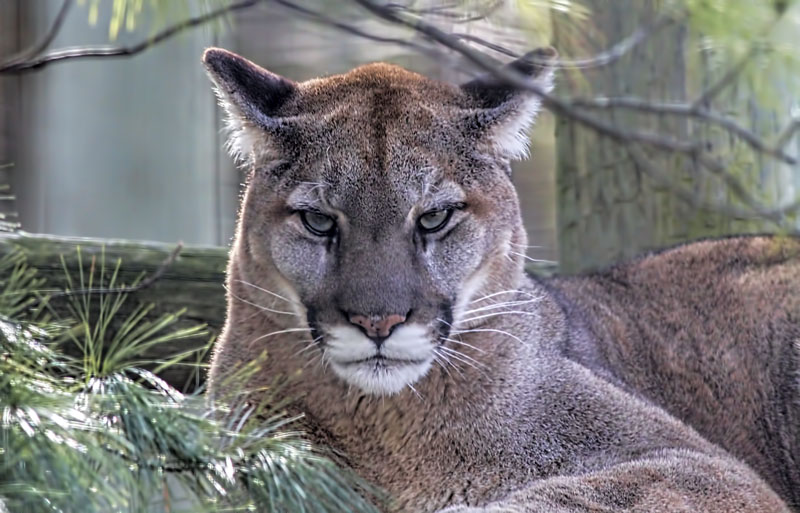 Cougar 