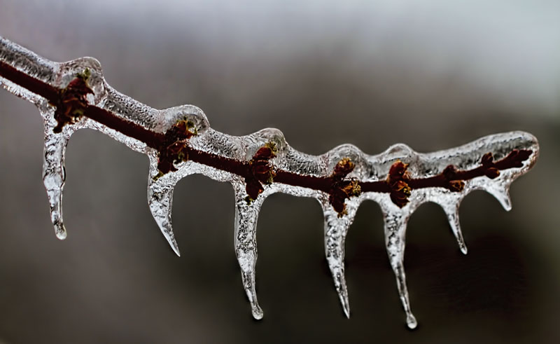 Ice Storm 