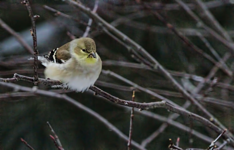 Female Goldfinch
