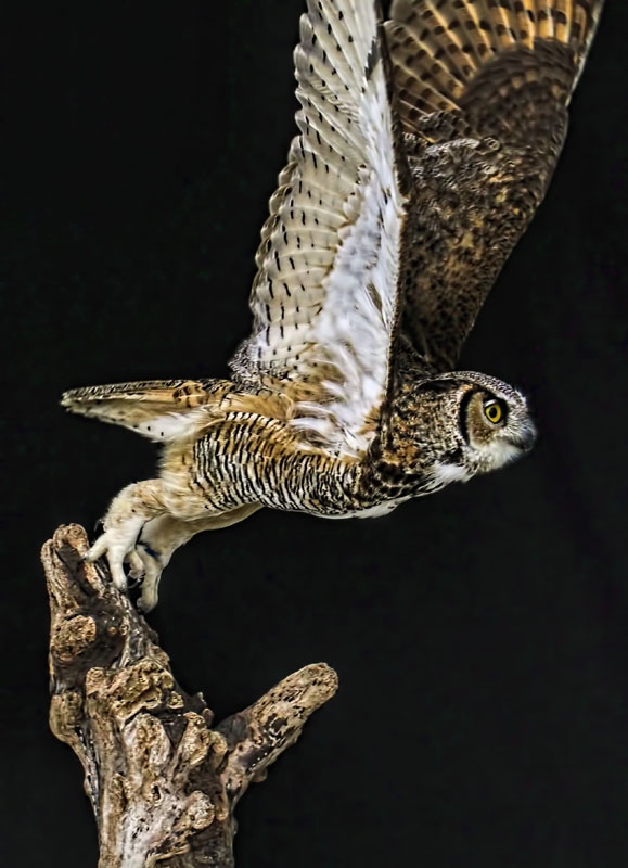 Great Horned Owl 