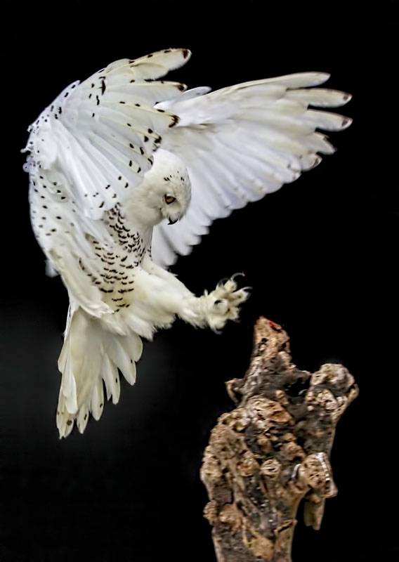 Snowy Owl