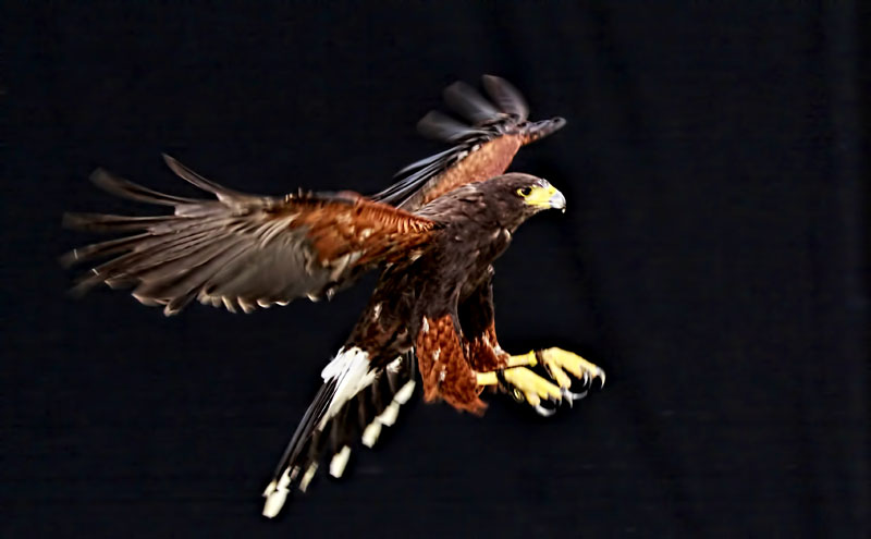 Harris Hawk