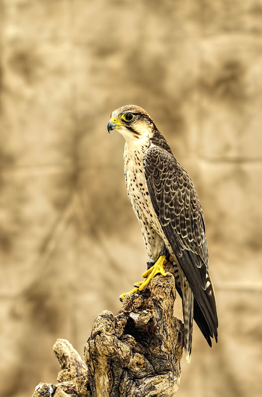 Peregrine Falcon 