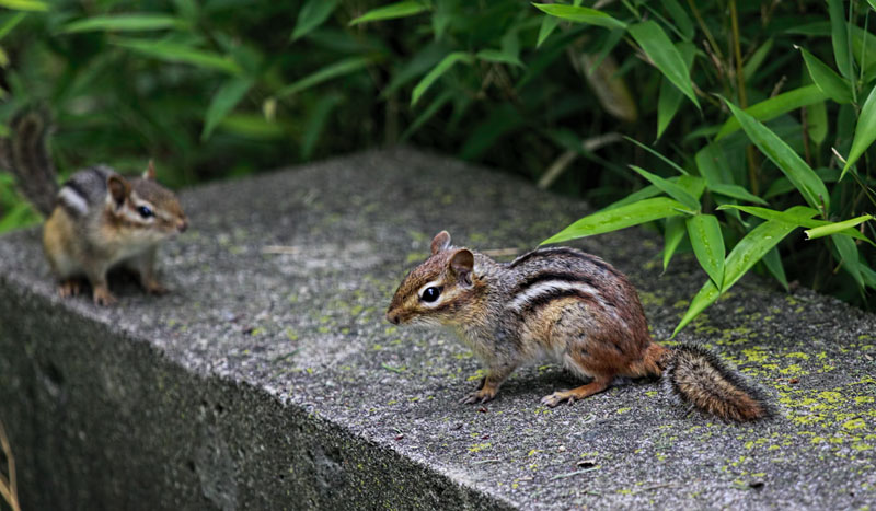 Chipmunks 