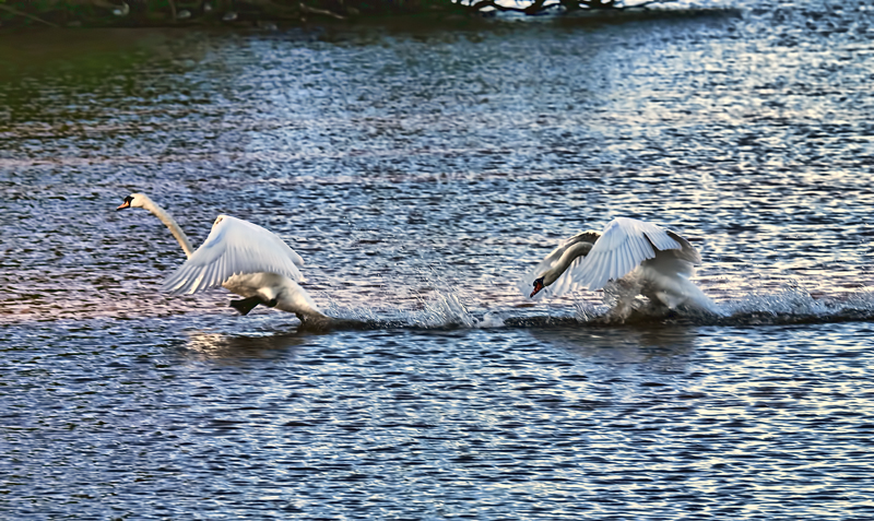 Swans 