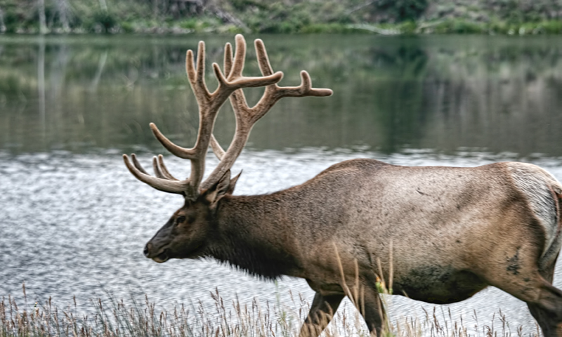 Cervus canadensis 