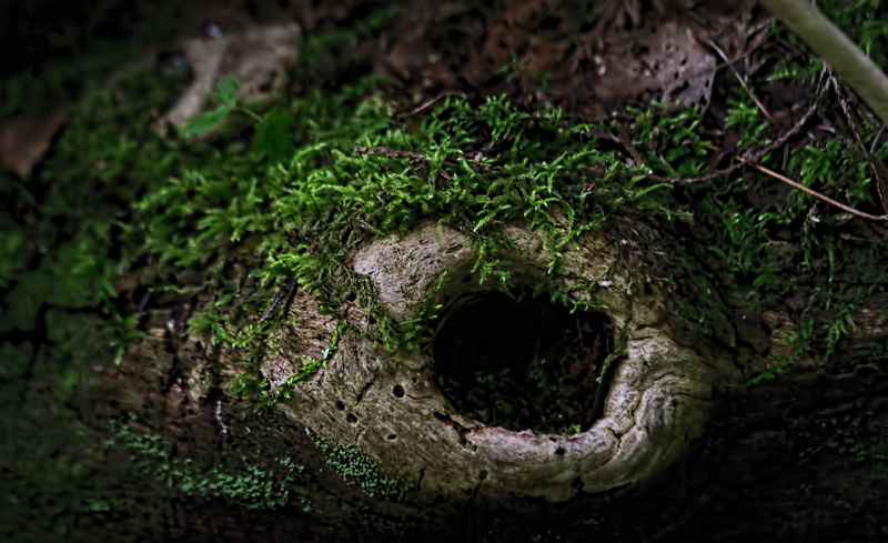Hole in the Log