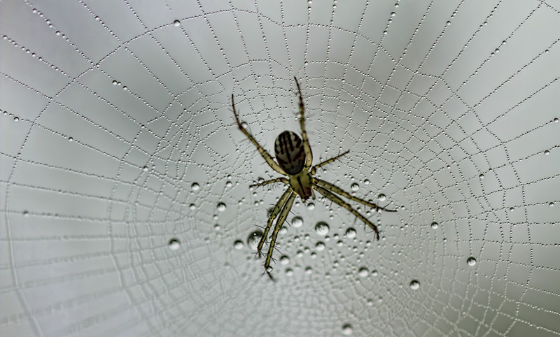 Dew on the Web 