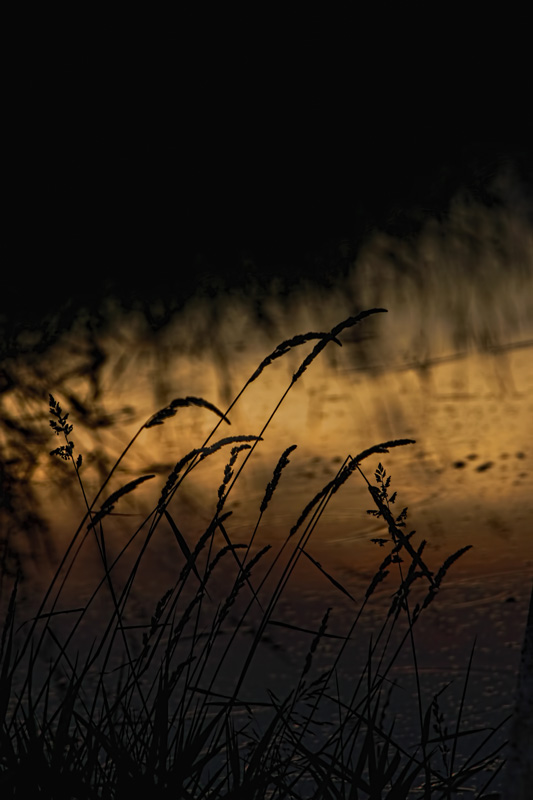 Grass Silhouette 