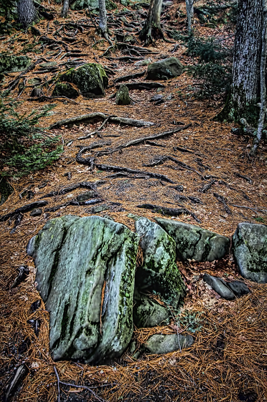 Rocks, Roots and Pine Needles