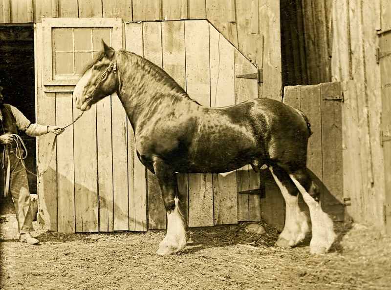 Horse
