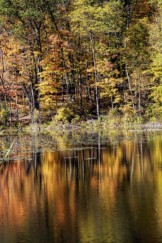 Fall Reflections