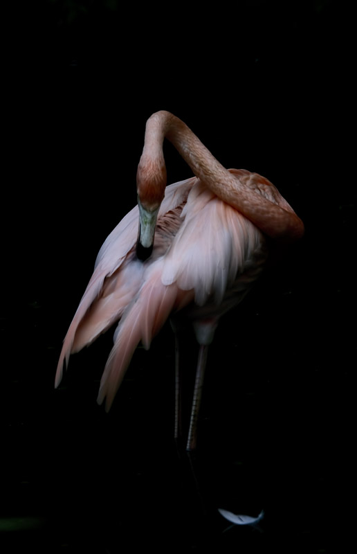 Flamingo